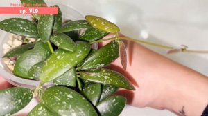 🌱HOYA SIGILLATIS COLLECTION!! | 7 Types | Hoya Comparison | Splashy Leaves | Sunstress | Care tips