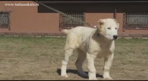 Этапы взросления туркменской собаки.#алабай #туркменкала #питомникалабаев #туркменскийволкодав