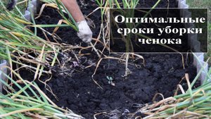 Узнайте когда убирать чеснок