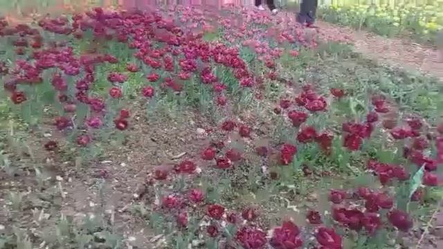 "Парад тюльпанов" в Никитском ботаническом саду🌷🌷🌷🌷🌷