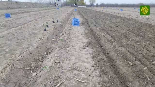 #Pavloniya #Pavlovniya Павловния ниҳолчаларини экиш мавсуми қачондан бошланади смотреть онлайн