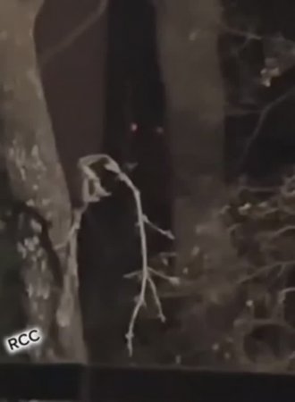 Нечто Наблюдающее Из Леса