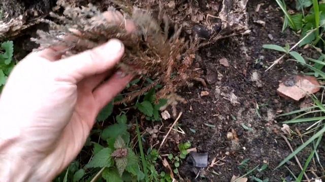 Секвойядендрон и Криптомерия смотреть онлайн