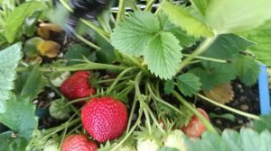 первогодки Чаморо Туруси КСД Япония.                                     Земляничная Исландия.