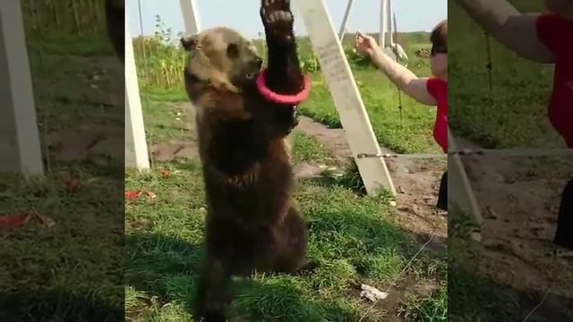 Медвежонок Вася.