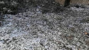 Усадьба Парк Ляхово.16.02.2025.Домодедово.Центр деревни. Ликвидация аварийных деревьев,вет.Обзор №1