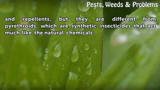 Chrysanthemums as a Natural Mosquito Repellent