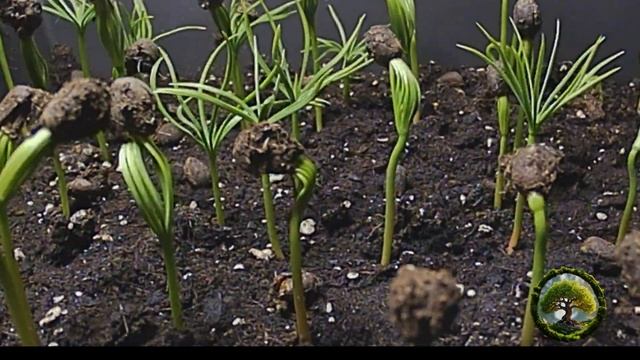 Рождение КЕДРЯТ. смотреть онлайн