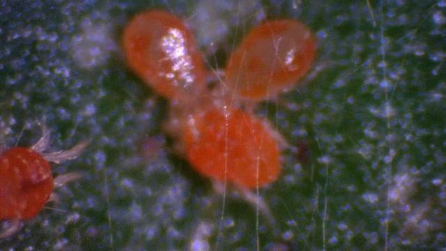 Neoseiulus californicus feeds diapausing Tetranychus urticae смотреть онлайн