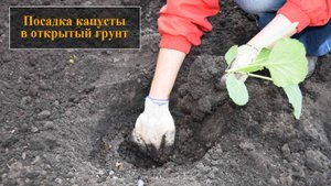 Посадка капусты в открытый грунт