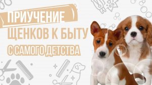 Приучение щенков к быту ✨