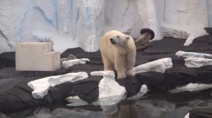 Polar Bear / Белый медведь