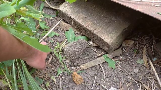 ёжики🦔на участке 😁 смотреть онлайн