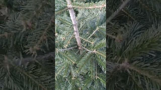 Fenyő metszés смотреть онлайн