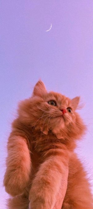 трансляция Вероники плей Тиви