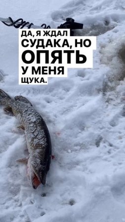 ОЧЕРЕДНАЯ ХИЩНИЦА 💯🤩👍🎣