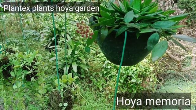 Hoya memoria flower смотреть онлайн