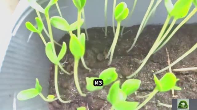 А вы знаете, когда подкормка для рассады нужна, а когда нет смотреть онлайн