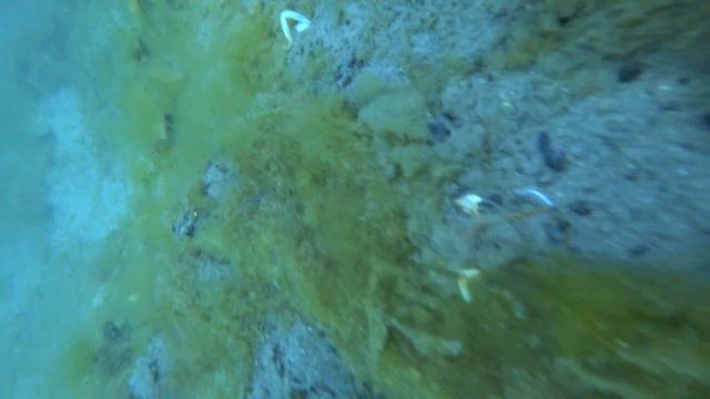 Спирогира смотреть онлайн