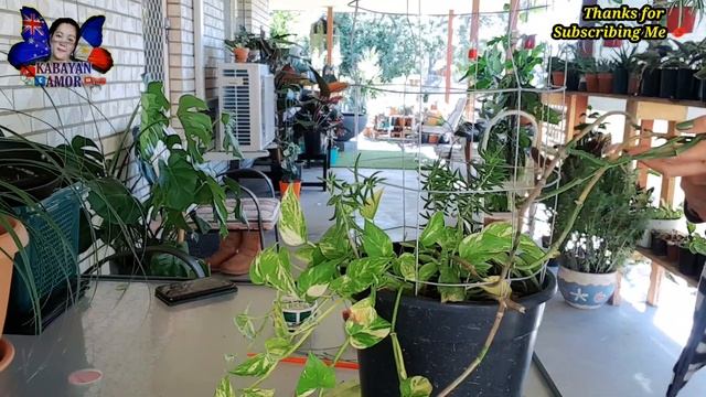 SAVING MY UNHEALTHY GOLDEN POTHOS | GAGANDA KA RIN ULI #kabayanamor смотреть онлайн