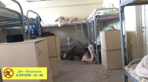 Травить клопов