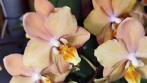 ЦВЕТЕНИЕ Phal. I-Hsin Maple Valley (Орхидеи Обнинск)