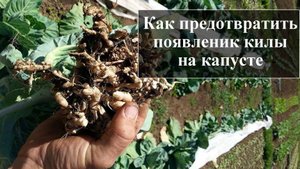 Кила на капусте как бороться