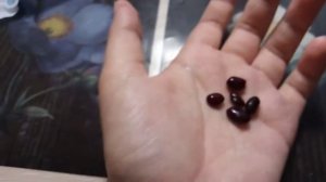 выращивание фасоли из семян