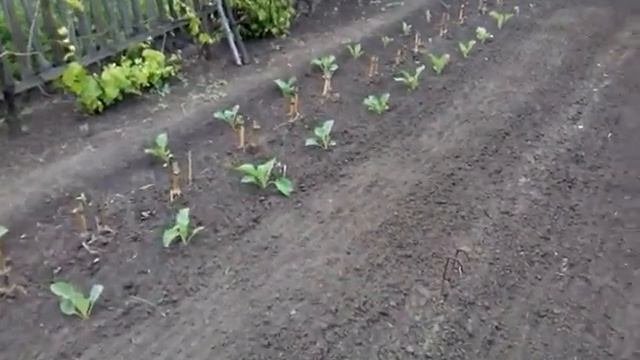 Посевы и посадки закончились