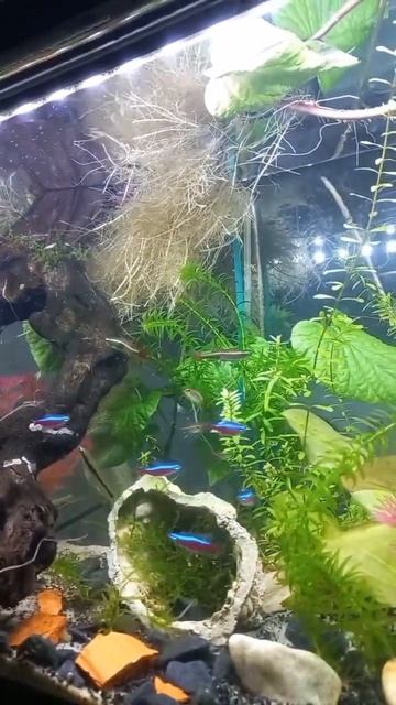 Neons #swimming #aquarium #neons #newvideo смотреть онлайн