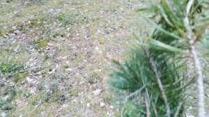 Как собрать сосновую хвою и почки сосны просто, бережно и экологично.