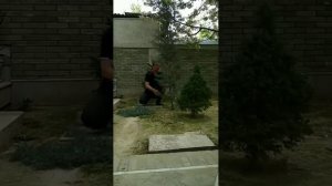 Весенняя обрезка кипариса, первый раз на практике. Насмотрелся видео в Ютубе
