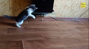 Котик живчик