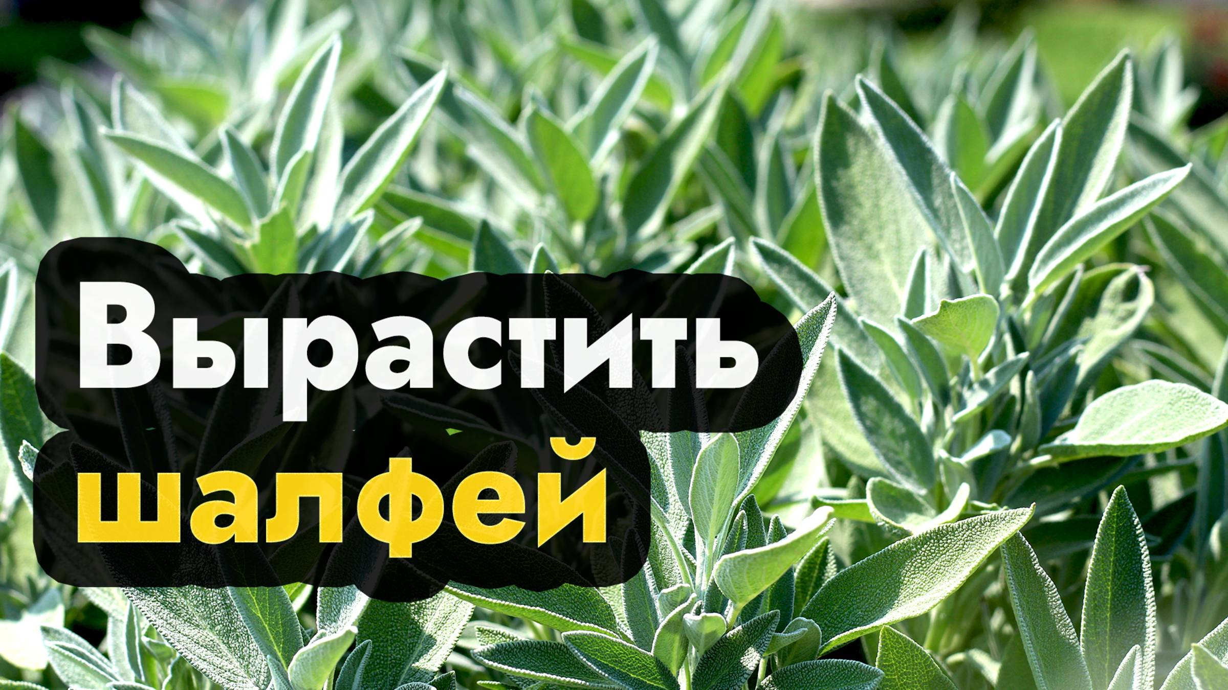 Выращивание шалфея рассадой из семян - как вырастить шалфей лекарственный, пикировка, высадка