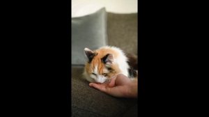 Мяуканье кота, Ваш кот будет преследовать вас.😂