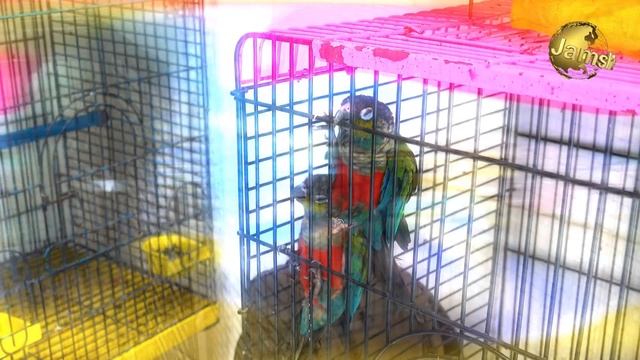 Exotic Birds Saddar Market Double yellow headed Amazon Black Lory Macaw Cockatoos at Rozi Khan Sho смотреть онлайн