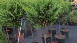 обработка от Мучнистого червеца и вредителей.