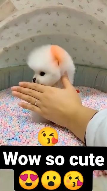 Cute and Funny Cat 🐈 and Dog 🐕Videos Compilation 220 | #shorts #cutepets