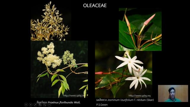 SCPL204 Plant taxonomy Lamiales Oleaceae Chaiwat Taweethai смотреть онлайн