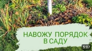 НАВОЖУ ПОРЯДОК В 🌲МОЖЖЕВЕЛОВОМ САДУ🌲. 2.11.2023г.