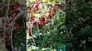 Красная черёмуха 🍒 расцвела в городском саду 🤗