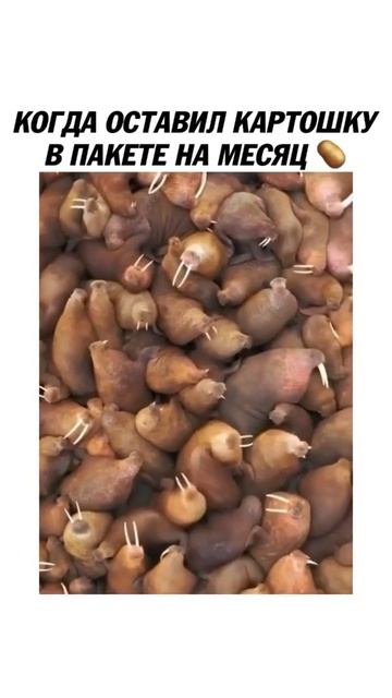 Картошка проросла смотреть онлайн