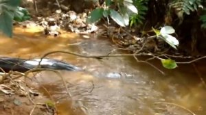 Мори калон тарина дар Точикистон Ёфтан