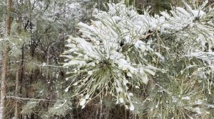 По-зимнему красиво!