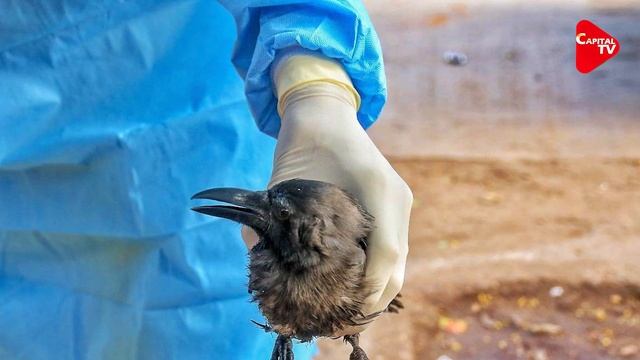 China reports a first human case of H10N3 bird flu | Capital TV