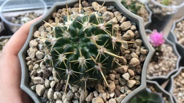 Young Notocactus submammulosus review