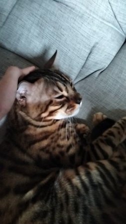 милый кот