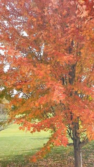 Fall colors: Maple tree смотреть онлайн