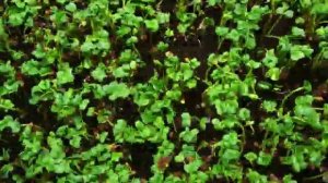 Футаж пробивающиеся ростки 3