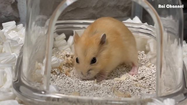 プディングハムスター赤ちゃんの可愛い砂遊び【ドワーフハムスターの普段】イエローハムスター